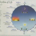Circadian Disruption & Inflammatory Disease Link Discovered