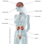 endocrine system copyright
