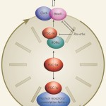 2001 Study: Circadian Rhythm CHAOS as Biomarker for Breast Cancer