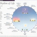 Tick Tock, Tick Tock – Internal Clock becomes a Time Bomb for Obesity & Diabetes