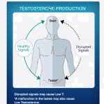 testosterone_production