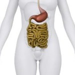human-gut feature